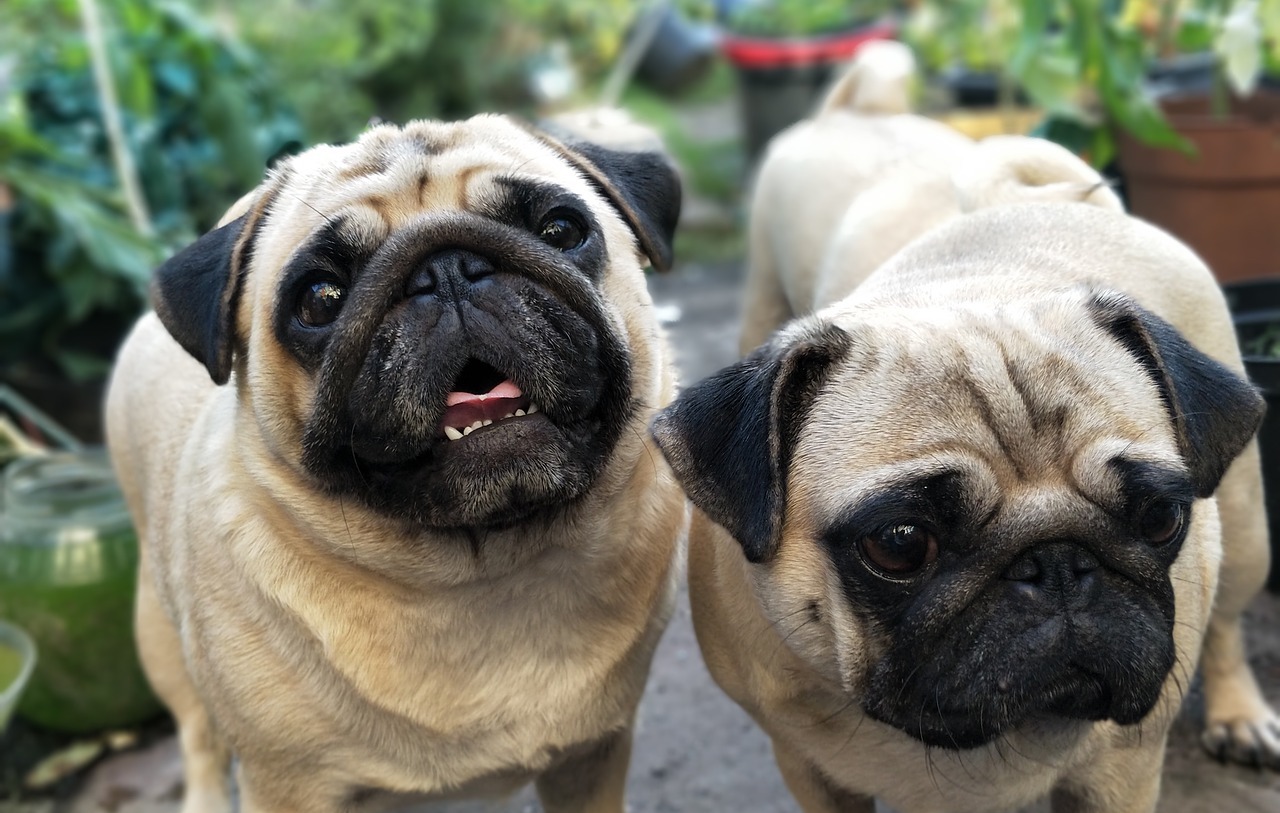 pugs2498922_1280 Cardiff Animal Hospital & Wellness Center