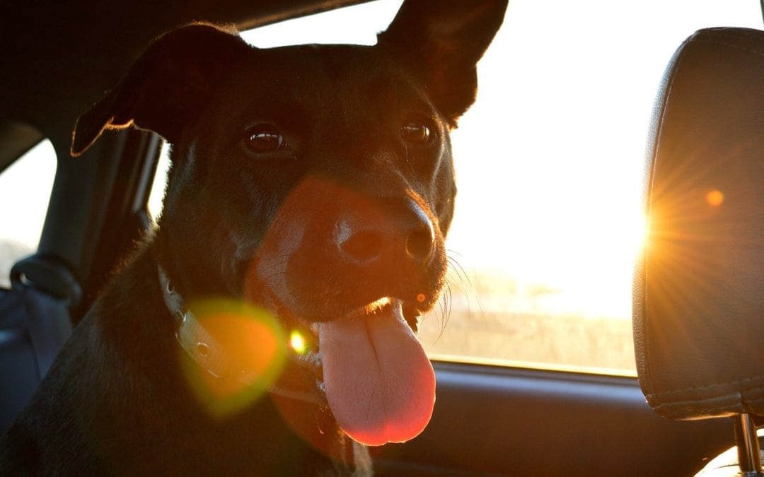 Tips for a Safe Road Trip with Your Dog