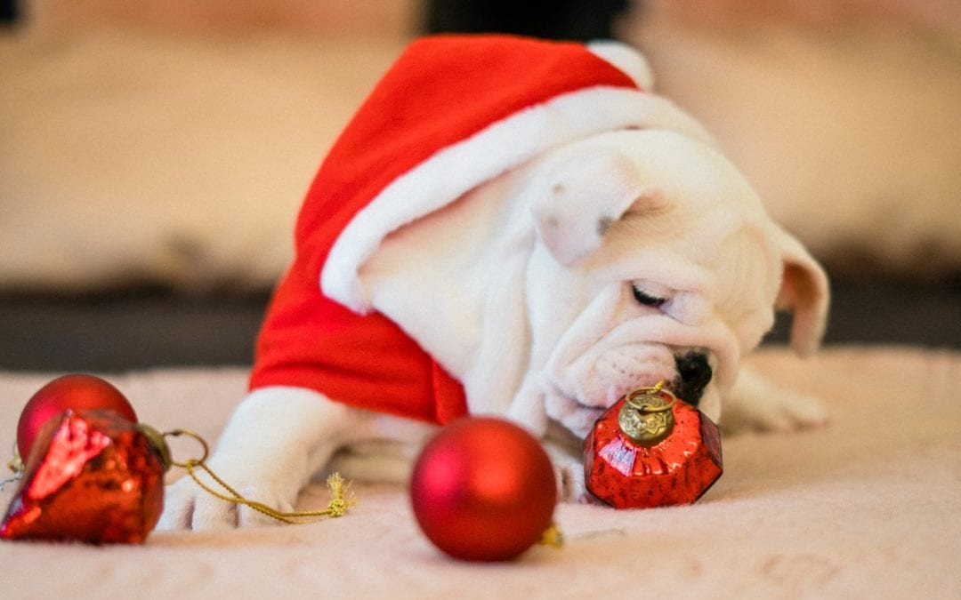 Holiday Pet Dangers in Your Home