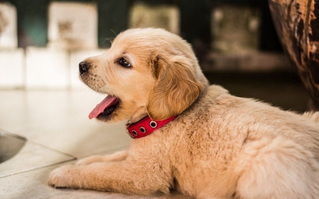 Considerations to Make Before Giving a Pet as a Holiday Gift